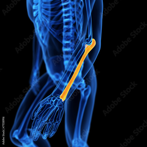 Obraz na plátně medical illustration of the ulna bone