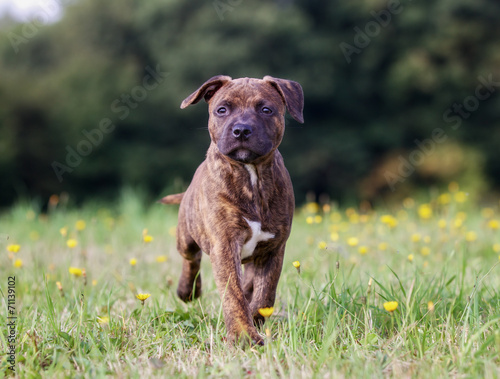 Fototapeta Naklejka Na Ścianę i Meble -  Staffordshire Bull Terrier Puppy