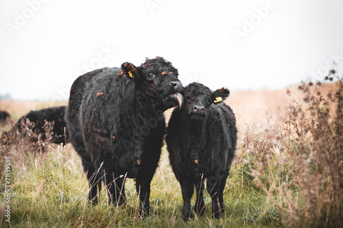 Galloway cattle photo