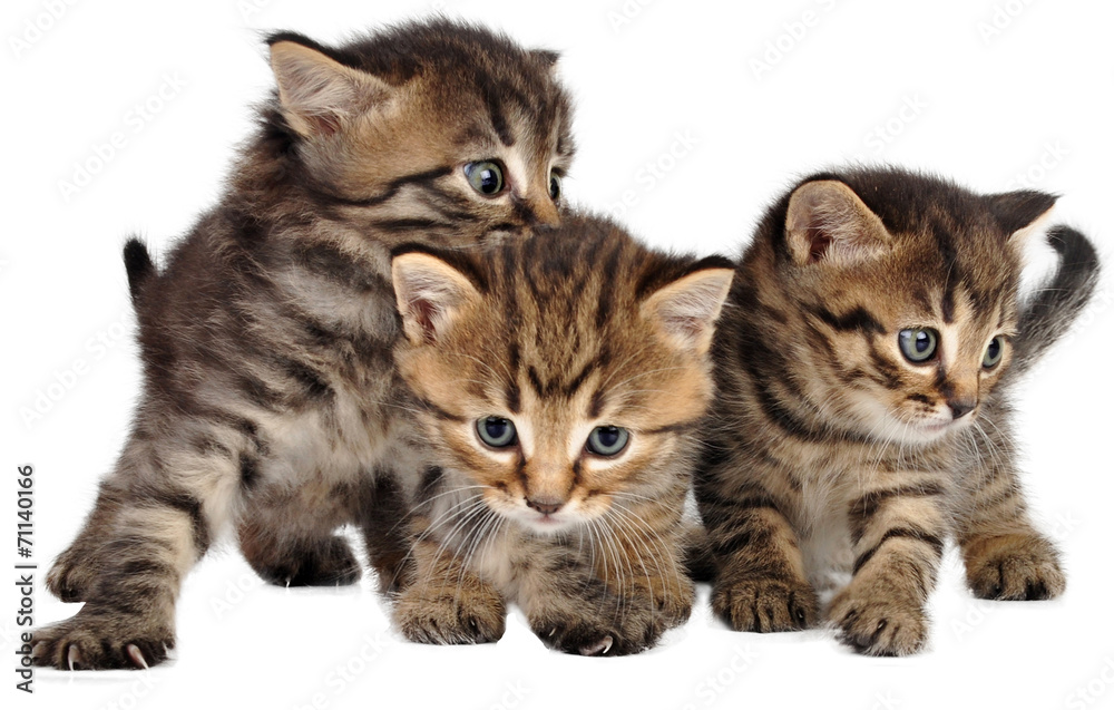 group of little kittens on white