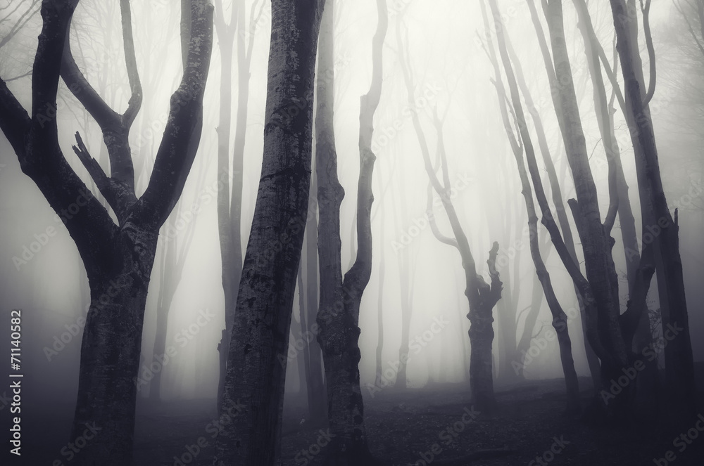 Obraz premium old twisted trees in a spooky dark forest