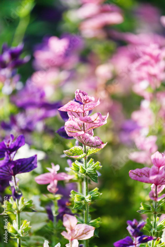 purple flowers