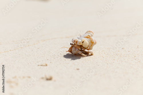 Rest in Paradise - Malediven - Krebs im Sand