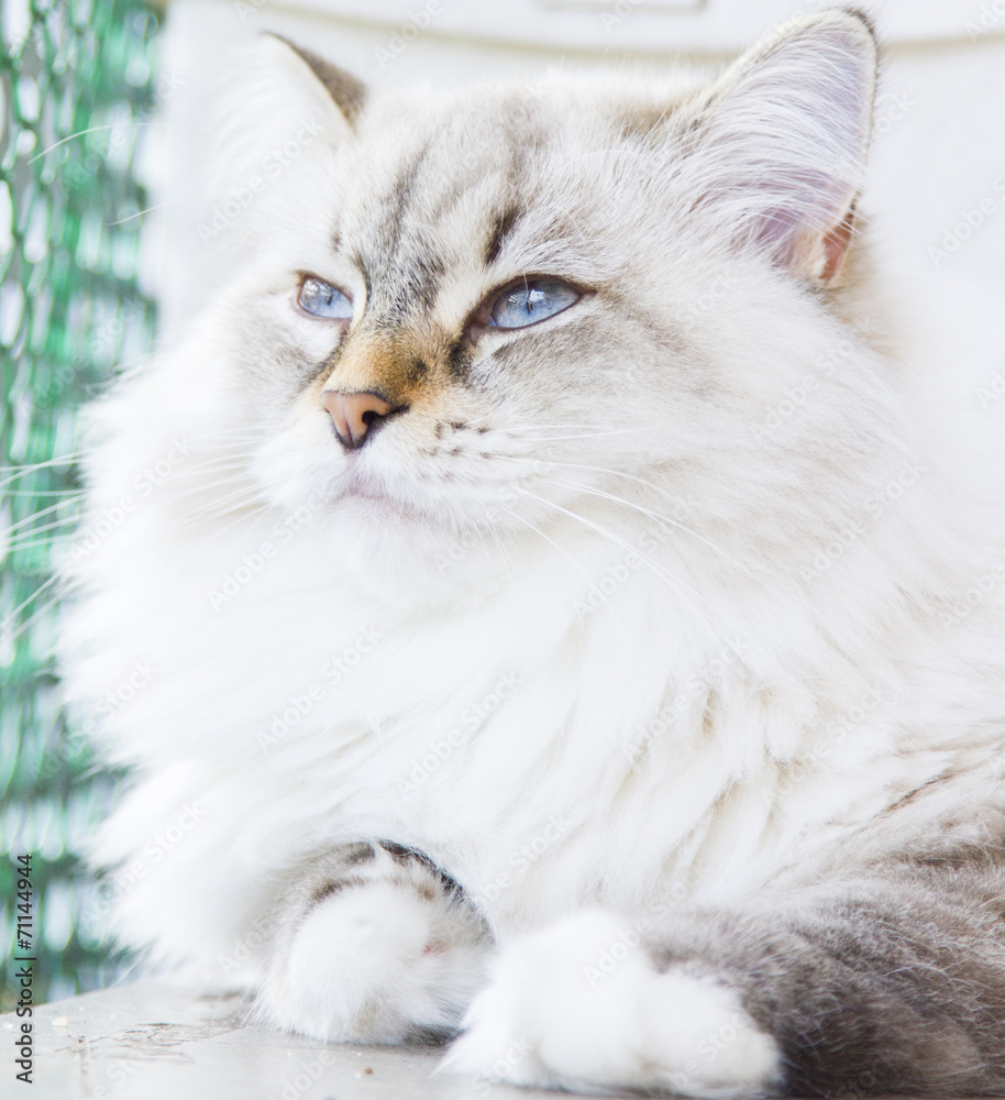 White cat of siberian breed