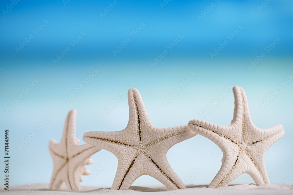 white starfish with ocean, white sand beach, sky and seascape white starfish with ocean, white sand beach, sky and seascape