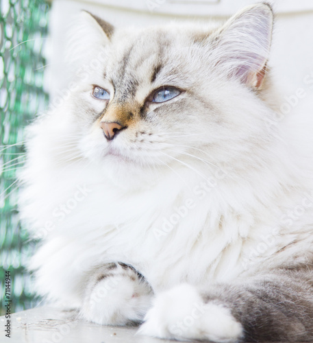 White cat of siberian breed