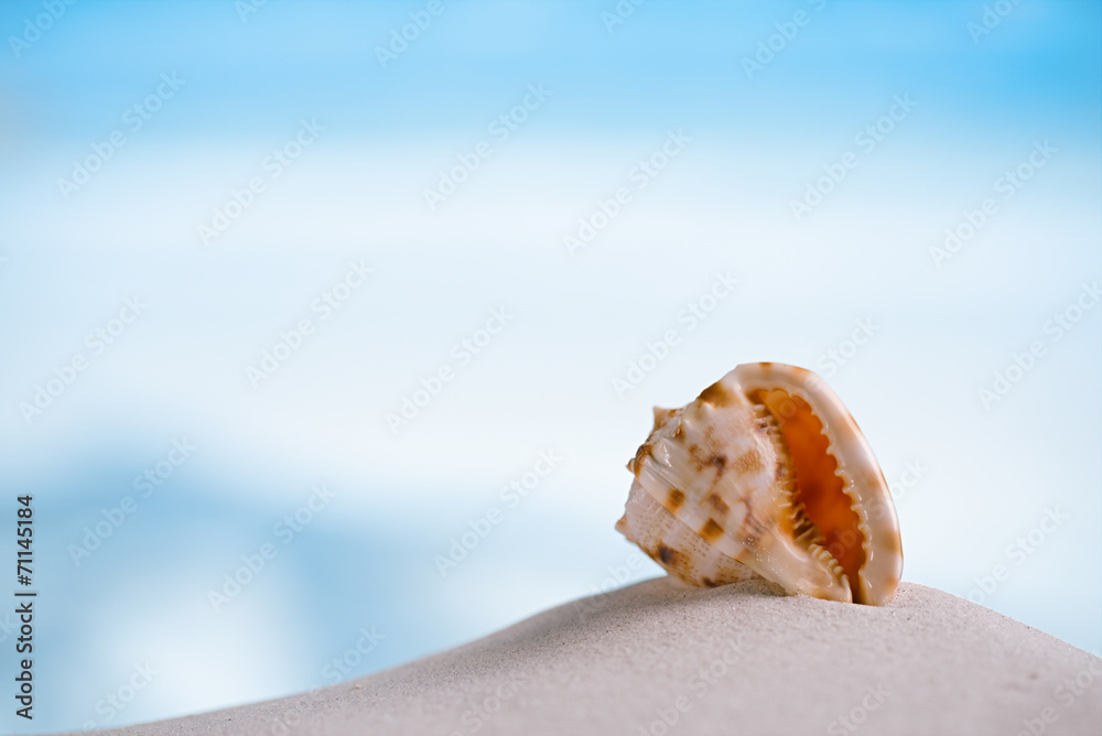 tropical sea shell on white Florida beach sand under the sun li tropical sea shell on white Florida beach sand under the sun li