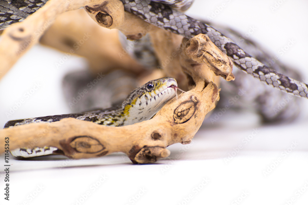 Naklejka premium Corn Snake on White Background