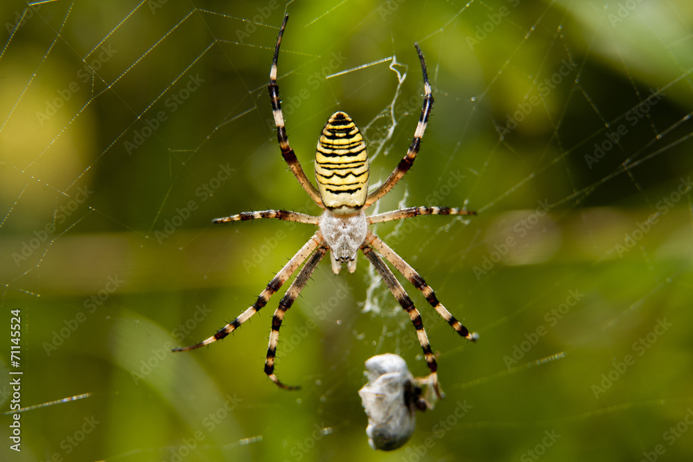 spider with prey spider with prey