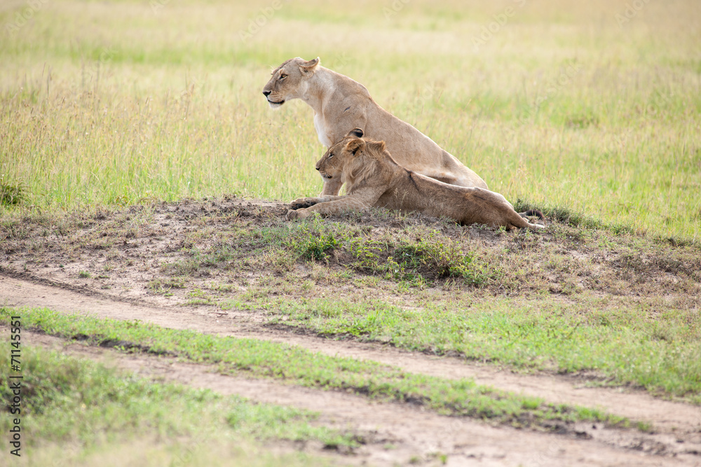 lion lion