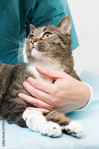 Fototapeta Naklejka Na Ścianę i Meble -  treatment at a cat