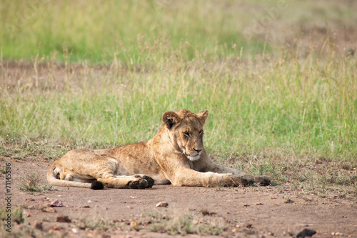 lion