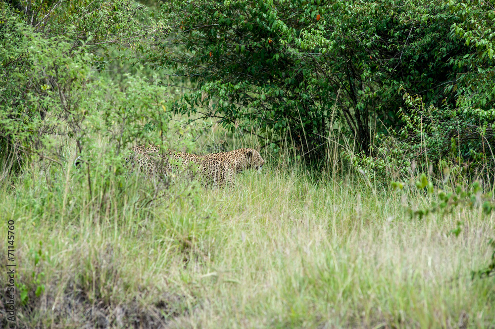leopard leopard