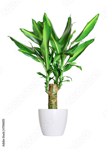 Houseplant - dracaena steudneri stemm a potted plant isolated ov photo