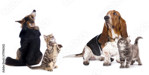 Fototapeta Naklejka Na Ścianę i Meble -  group of dog  and  kitten looking up
