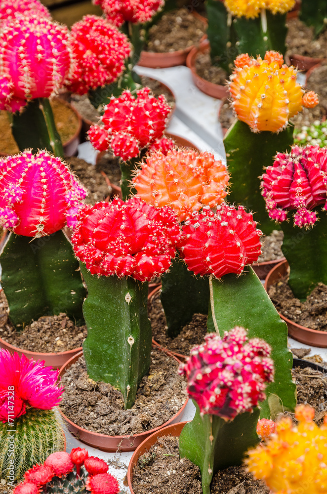 Various colorful blooming cactuses in pots on the market