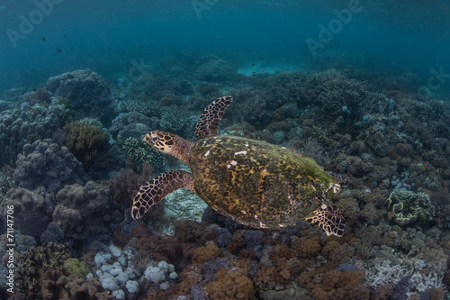 Endangered Hawksbill Sea Turtle © ead72