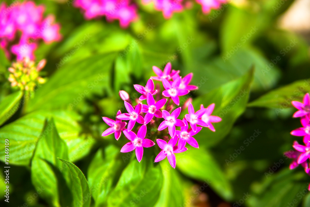 Red pentas flowers, pentasulfide Red pentas flowers, pentasulfide