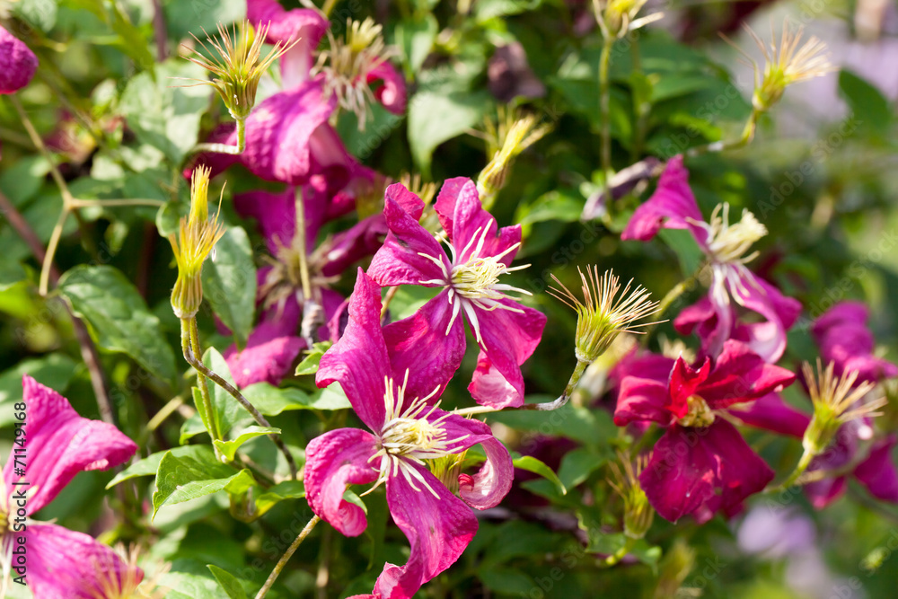 Fototapeta premium Red purple clematis flowers