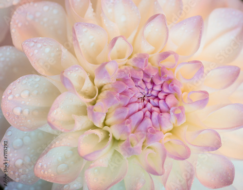 Fototapeta Naklejka Na Ścianę i Meble -  White dahlia with water drops. Close-up.