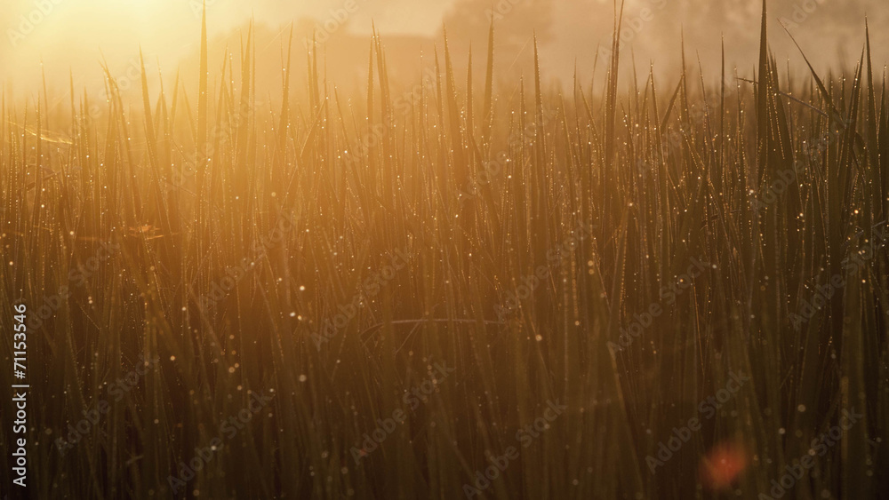 Obraz premium Fields Sunrise