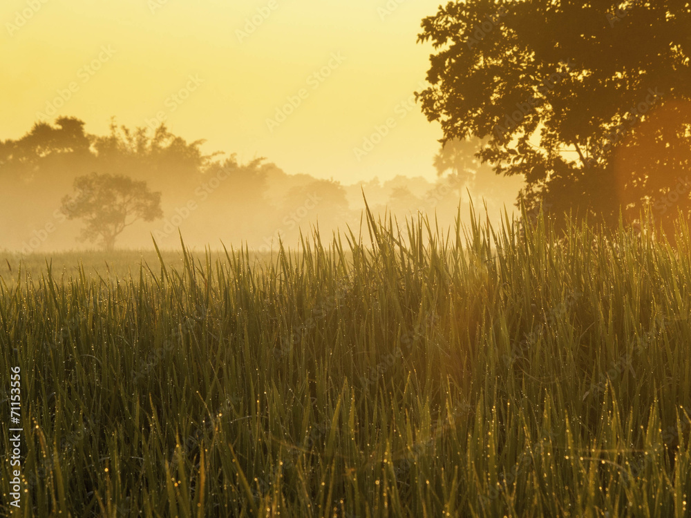 Fields Sunrise Fields Sunrise