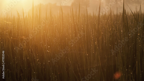 Fields Sunrise