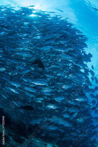 Bigeye kingfish