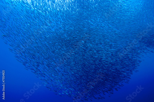 Hordes of sardine photo