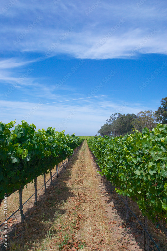 Long Aisle of Grapes