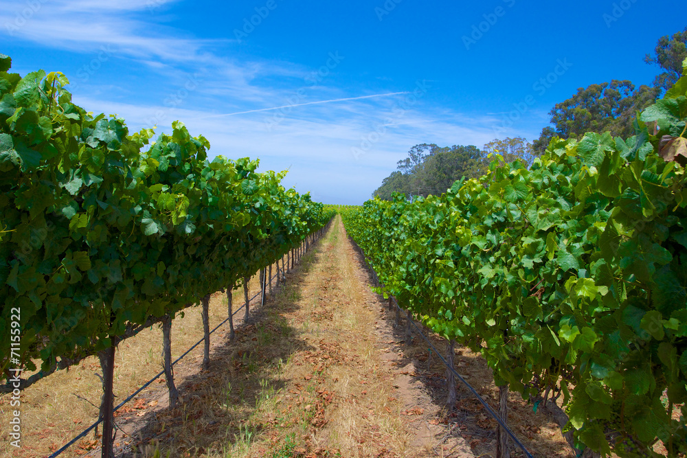 Row of Green Grapes Vineyard