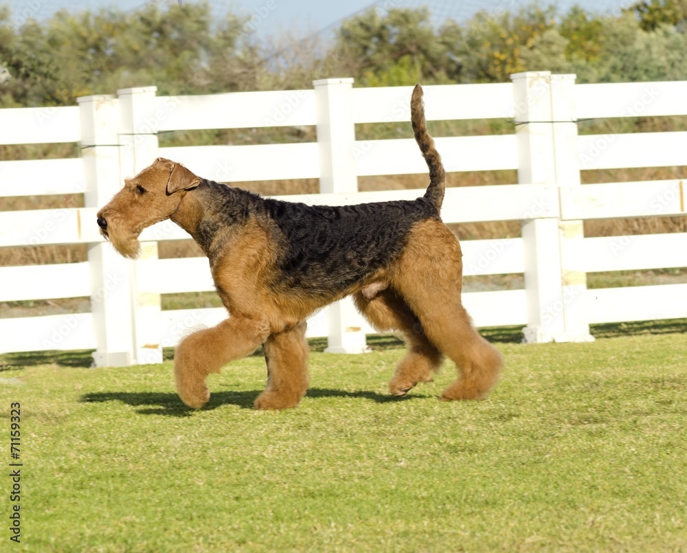 Airedale Terrier dog Airedale Terrier dog