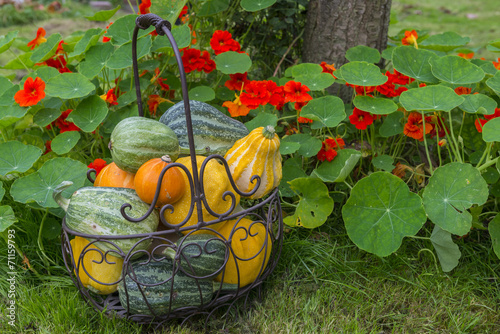 Panier de coloquintes en fer forgé photo