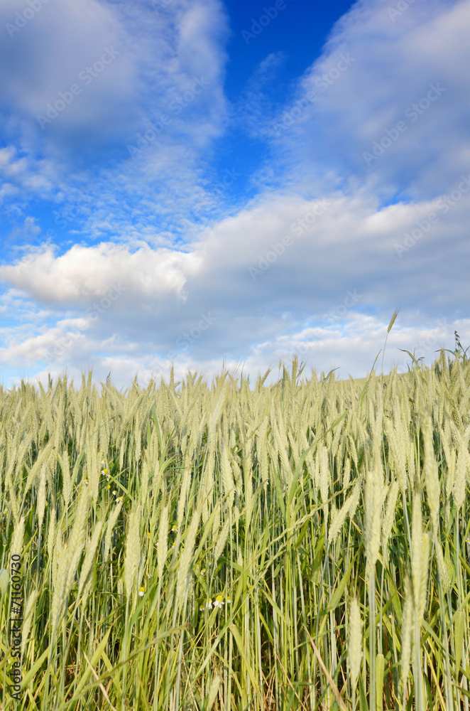 grain field grain field