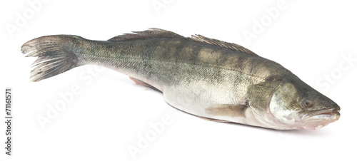 fresh pike perch isolated on a white background
