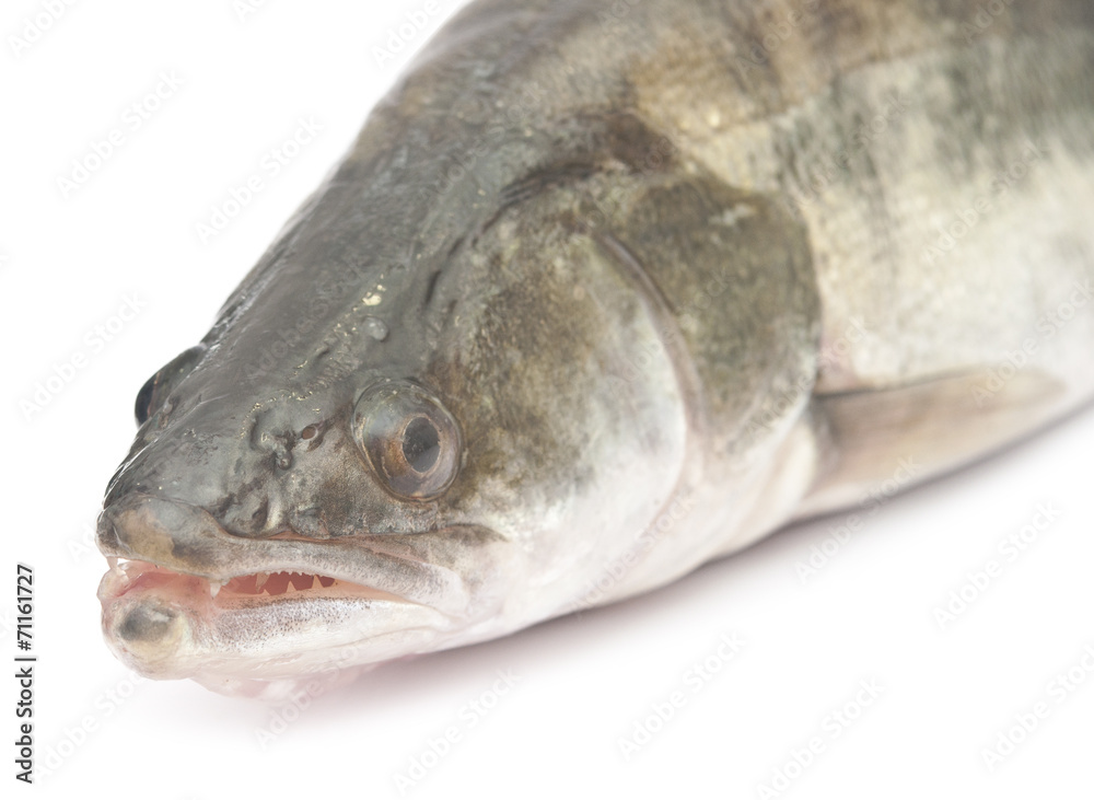 fresh pike perch isolated on a white background fresh pike perch isolated on a white background