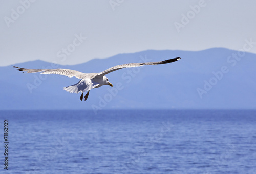 Yellow-legged gull fly over the sea.