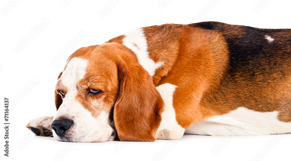beagle  isolated on white