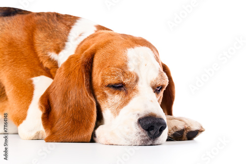 beagle isolated on white