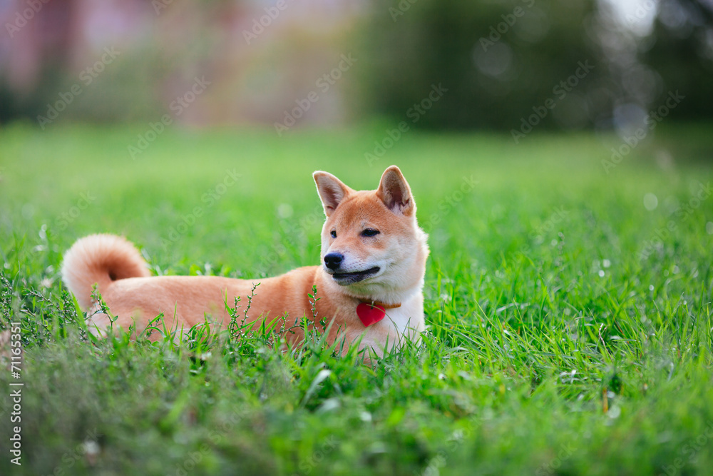 Shiba Inu Shiba Inu