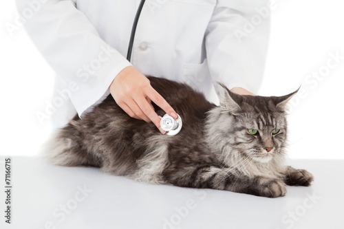 Vet examining a cat with stethoscope © WavebreakMediaMicro