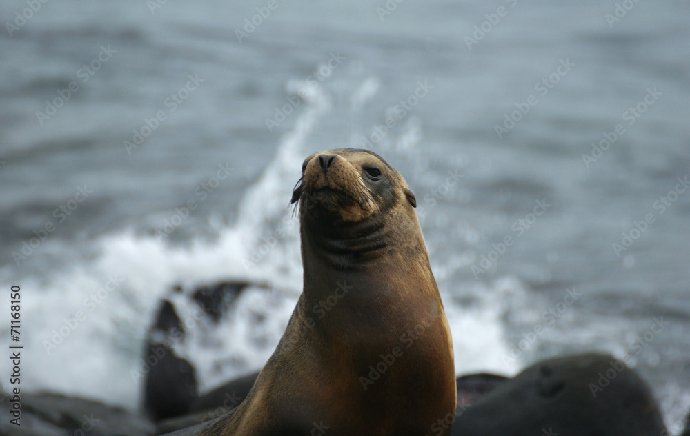 Fototapeta premium Otarie des Galapagos