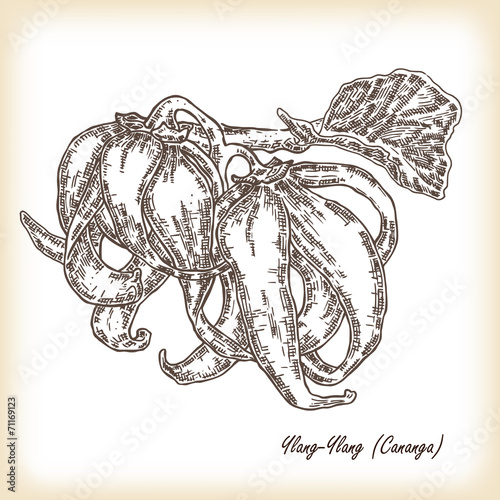 Cosmetic herbs. Plant Ylang-Ylang (Cananga). Hand drawn vector