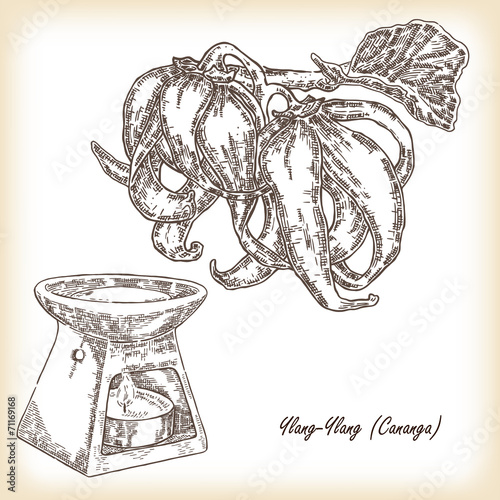 Cosmetic herbs. Plant Ylang-Ylang (Cananga) oil. Hand drawn
