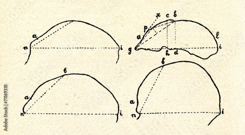 Cranium of chimpanzee, Java man, neanderthal, human