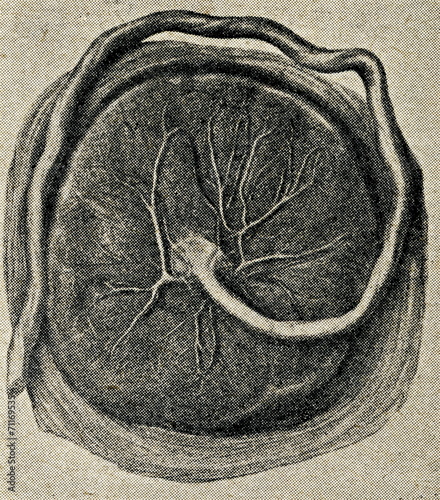 Human placenta with umbilical cord
