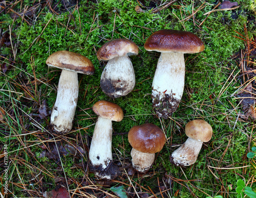 Boletus edulis mushrooms