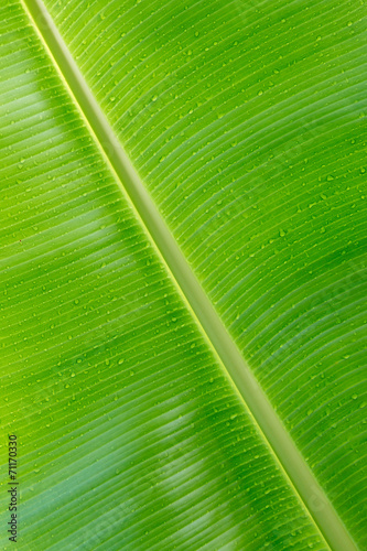 Banana leaves