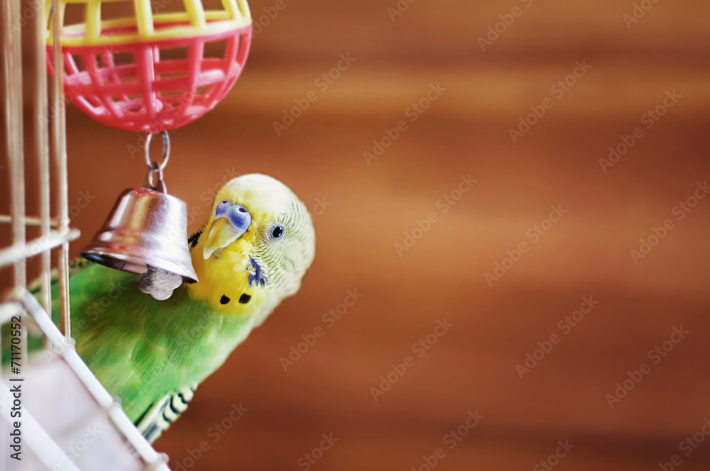 Obraz premium Domestic budgie sitting with his toy friend.