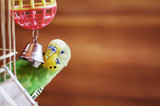 Domestic budgie sitting with his toy friend.